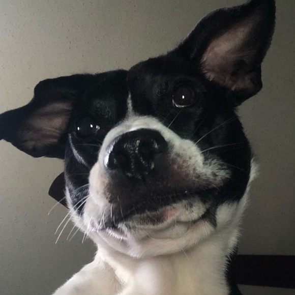 Meet your Posher, Gabrielle - Picture 1 of 1